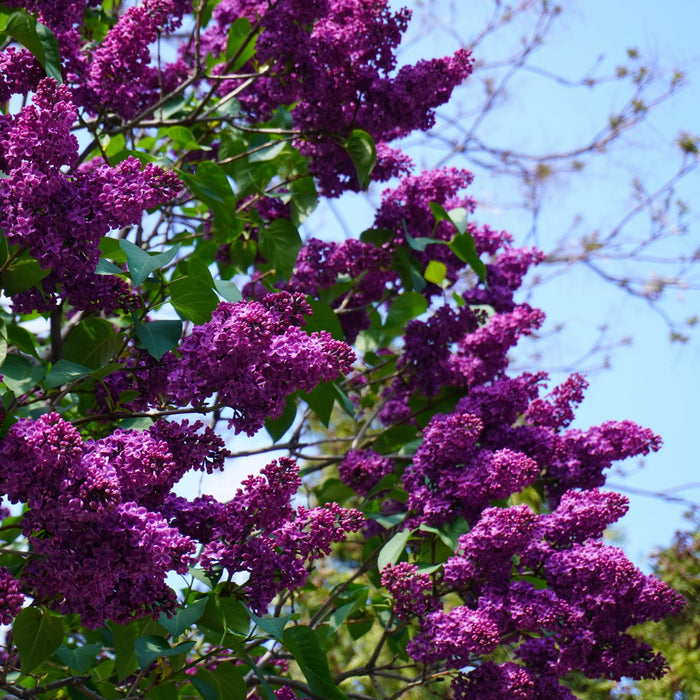 Lilac, Yankee Doodle Lilac