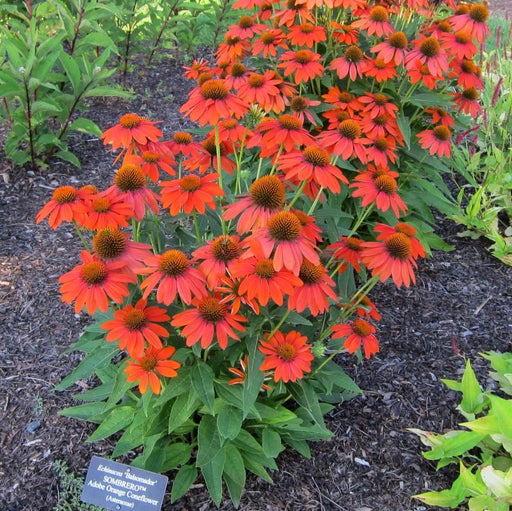 Coneflower, Adobe Orange Improved (Sombrero Adobe) Echinacea