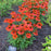 Coneflower, Adobe Orange Improved (Sombrero Adobe) Echinacea