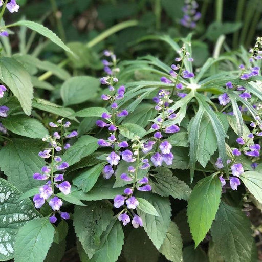 Skullcap, Appalachian Blues Skullcap