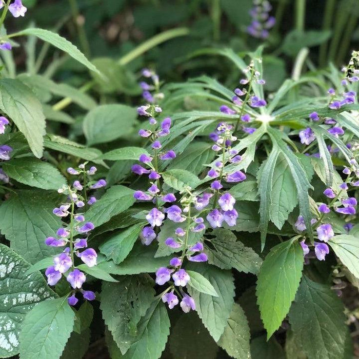Skullcap, Appalachian Blues Skullcap