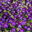 Viola, Penny™ Denim Jump Up Viola