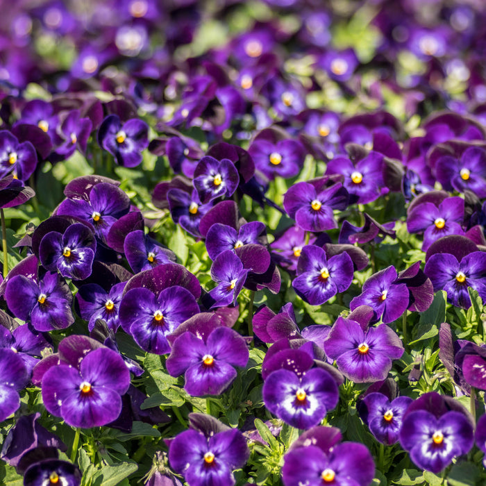 Viola, Penny™ Denim Jump Up Viola