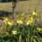 Daylily, Hyperion Daylily