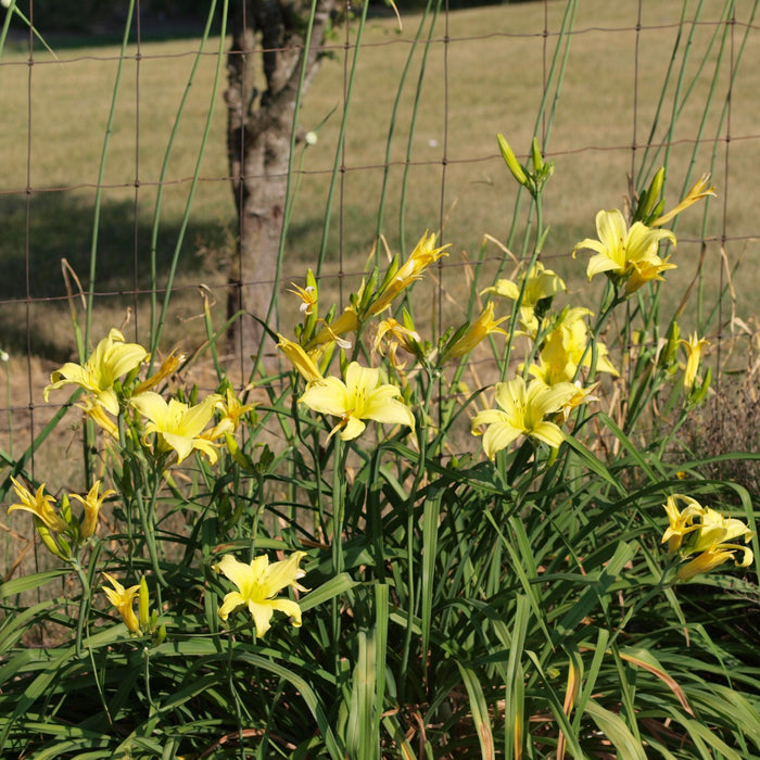Daylily, Hyperion Daylily