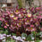 Hellebore, FrostKiss™ Elemental Lenten Rose