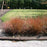 Dogwood, Huron® Dogwood