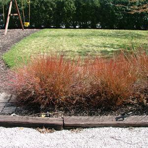 Dogwood, Huron® Dogwood