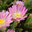 Delosperma, Jewel of Desert® Rose Quartz Ice Plant