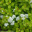 Spirea, Glow Girl® Birchleaf Spirea