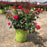 Rose, Double Knock Out® Rose