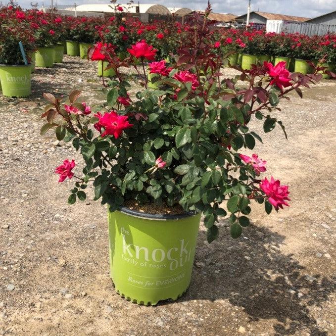 Rose, Double Knock Out® Rose
