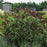 Butterfly Bush, MONARCH® Dark Dynasty Butterfly Bush