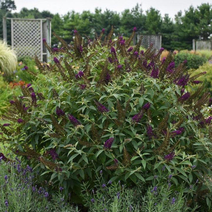 Butterfly Bush, MONARCH® Dark Dynasty Butterfly Bush