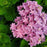Hydrangea, Bloomin' Easy® Starfield™ Hydrangea