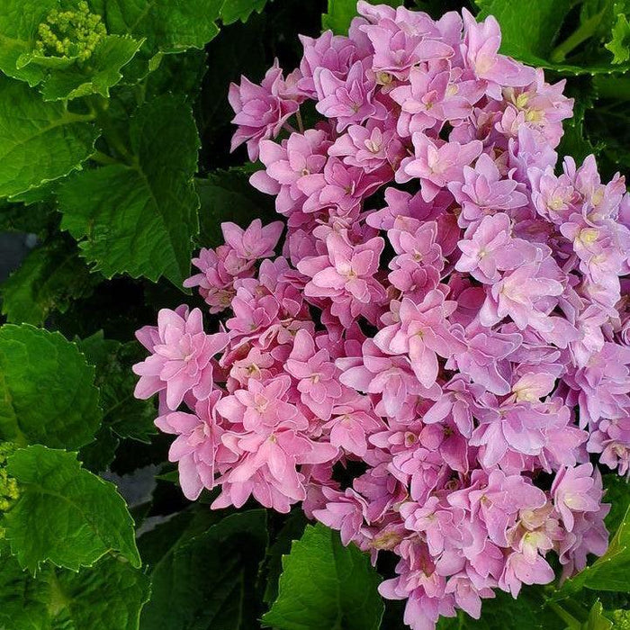 Hydrangea, Bloomin' Easy® Starfield™ Hydrangea