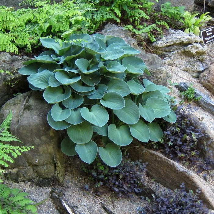 Hosta, Blue Mouse Ears Hosta