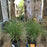Grass, Adagio Maiden Grass