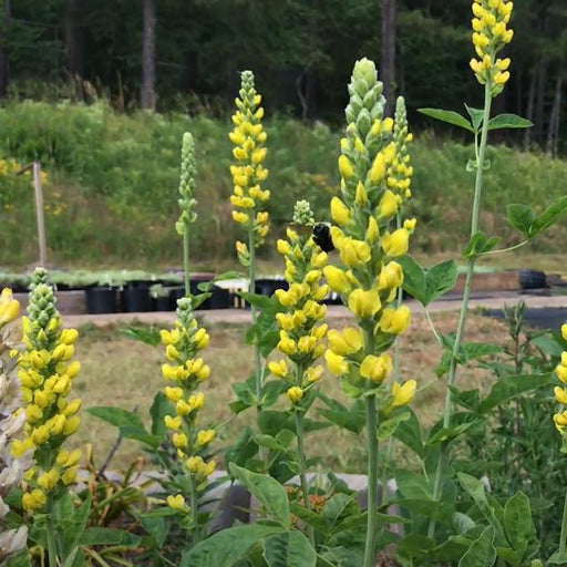 Baptisia, American Goldenfinch False Indigo