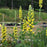 Baptisia, American Goldenfinch False Indigo