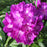 Rhododendron, Purple Passion Rhododendron