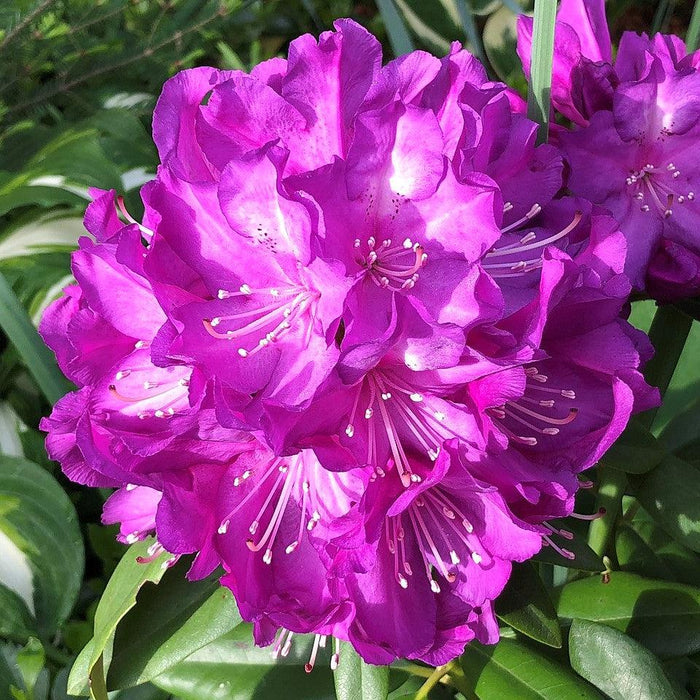 Rhododendron, Purple Passion Rhododendron