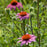 Coneflower, Purple Coneflower
