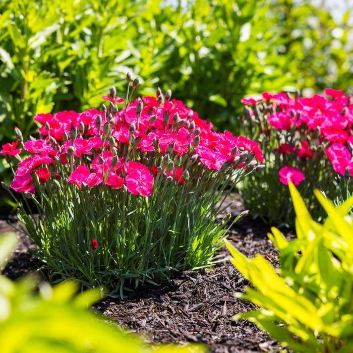 Dianthus, Glamour Time™ Dianthus