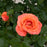 Rose, Marmalade Skies™ Rose