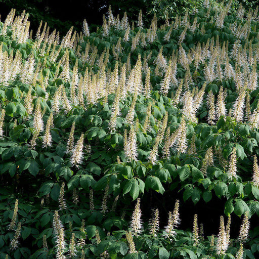 Buckeye, Buckeye Bottlebrush