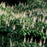 Buckeye, Buckeye Bottlebrush