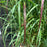 Grass, Shenandoah Switch Grass
