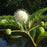 Buttonbush, First Editions® Fiber Optics