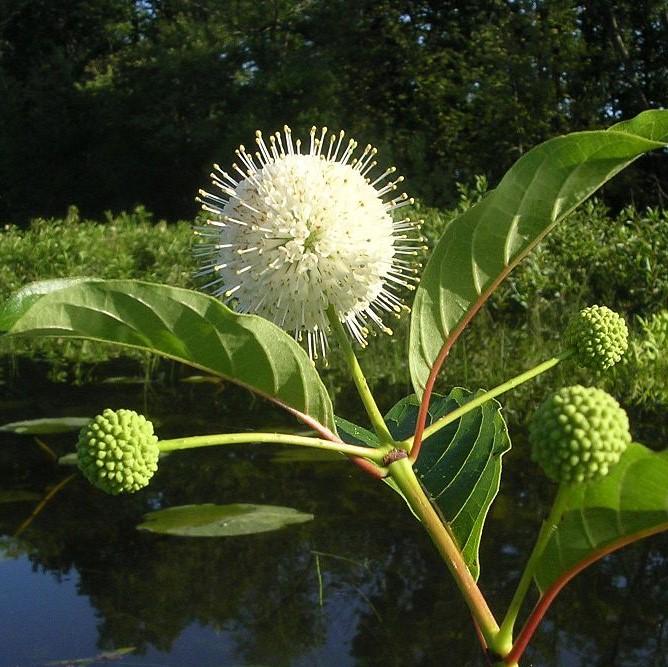Buttonbush, First Editions® Fiber Optics