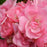 Rose, Easy Elegance Pinktopia Rose