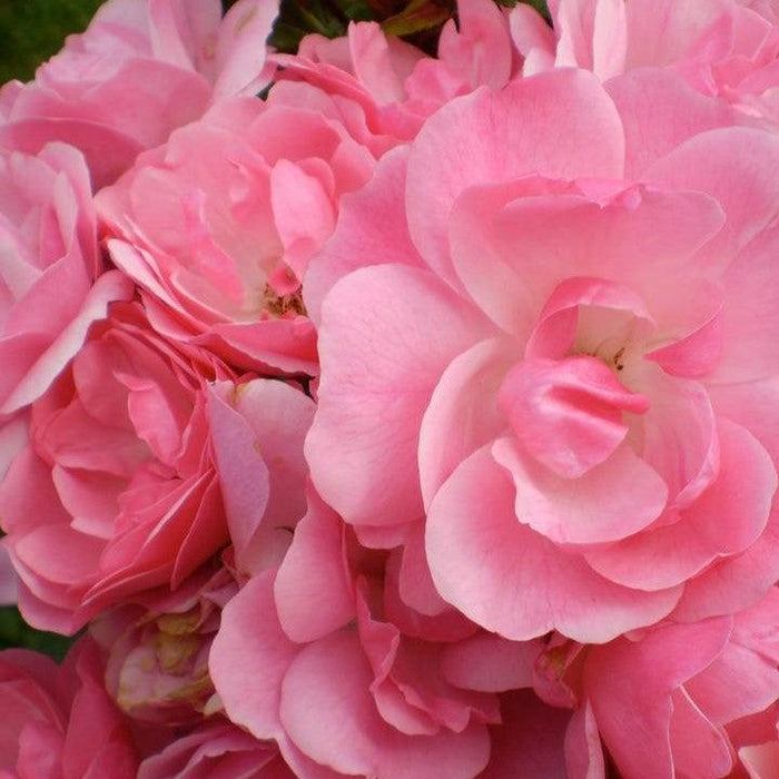 Rose, Easy Elegance Pinktopia Rose