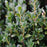 Holly, First Editions® Chubby Hubby™ Japanese Holly