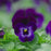 Viola, Penny™ Denim Jump Up Viola