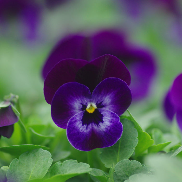 Viola, Penny™ Denim Jump Up Viola