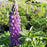 Lupine, Gallery Blue Lupine