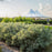 Willow, First Editions® Iceberg Alley® Sageleaf Willow
