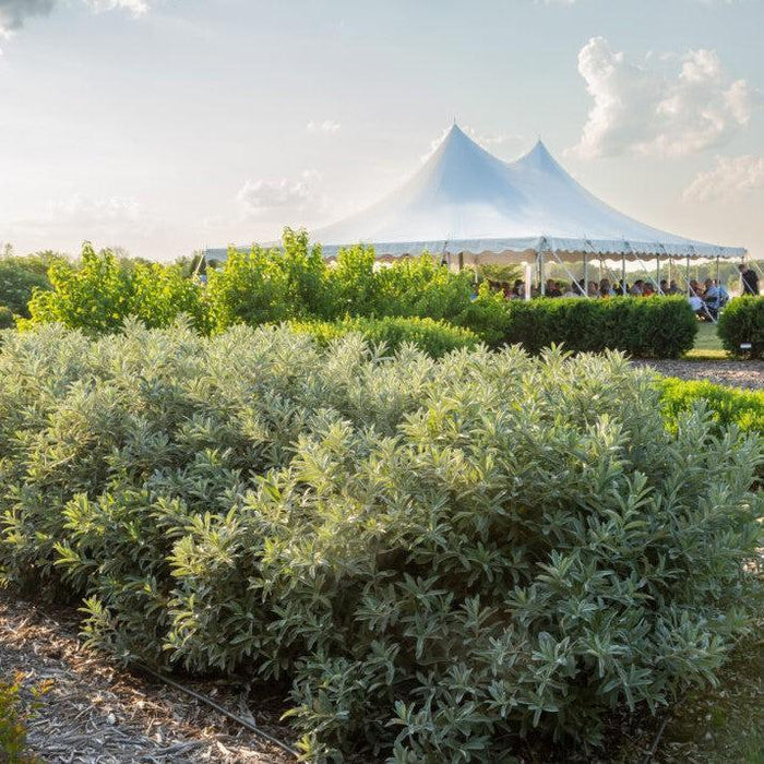Willow, First Editions® Iceberg Alley® Sageleaf Willow
