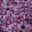 Coral Bells, Grape Expectations Coral Bells