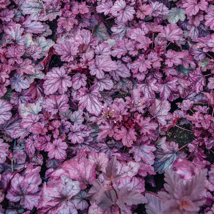 Coral Bells, Grape Expectations Coral Bells