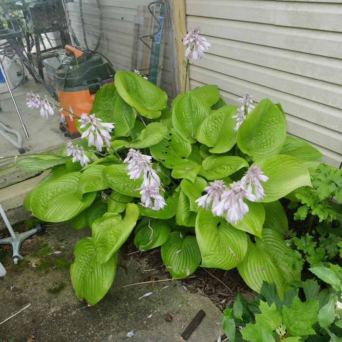 Hosta, Sum and Substance Hosta