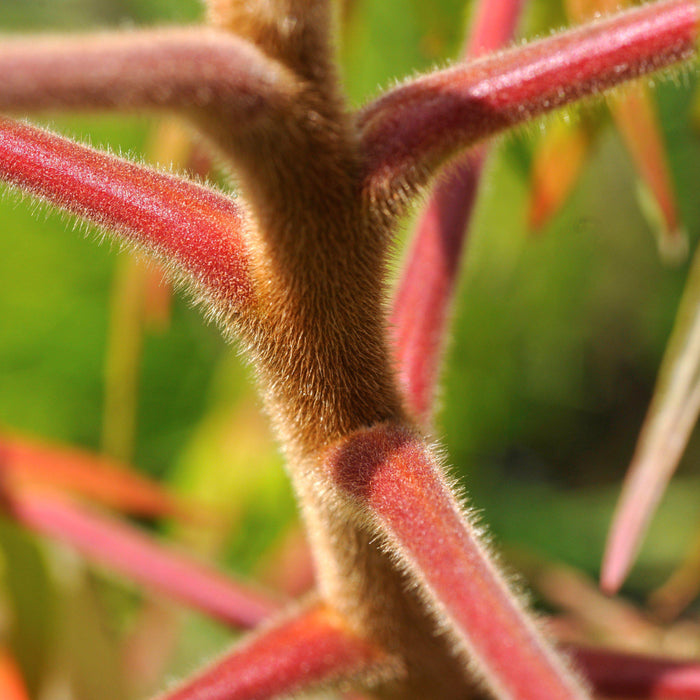 Rhus typhina 'Bailtiger'  - First Editions® Tiger Eyes Staghorn Sumac