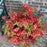 Azalea, Bloomin' Easy Ever After Ruby Azalea