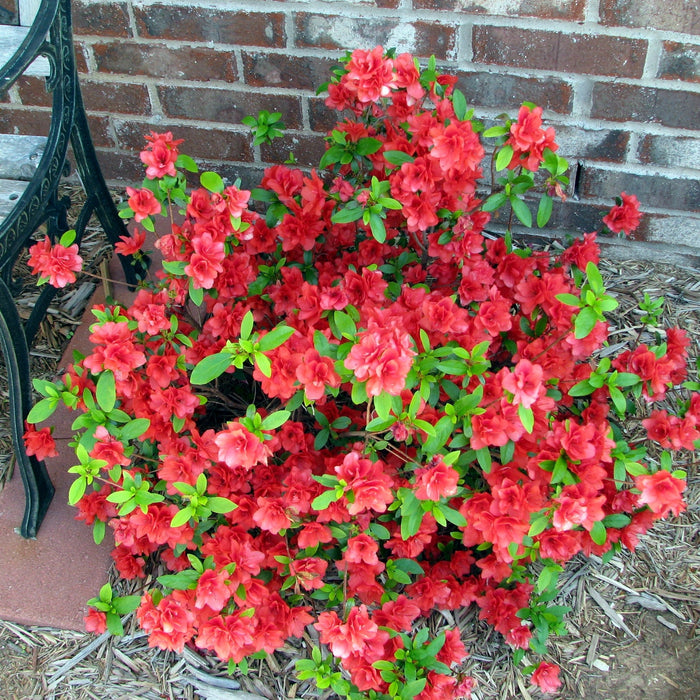 Azalea, Bloomin' Easy Ever After Ruby Azalea