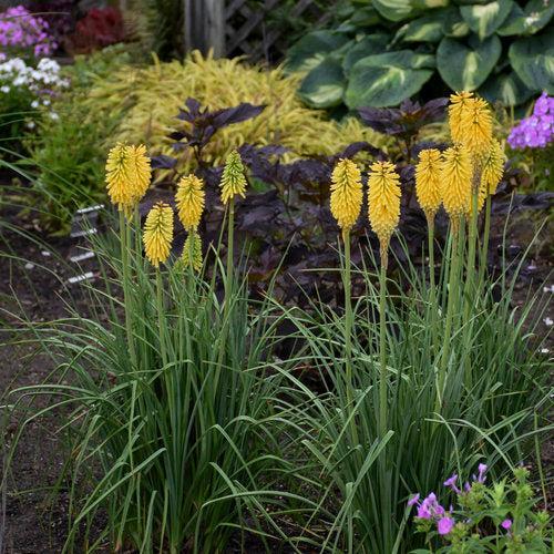 Torch Lily, PW® Pyromania® Solar Flare Red Hot Poker