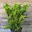 Taxus x media 'Densiformis'  - Dense Spreading Yew